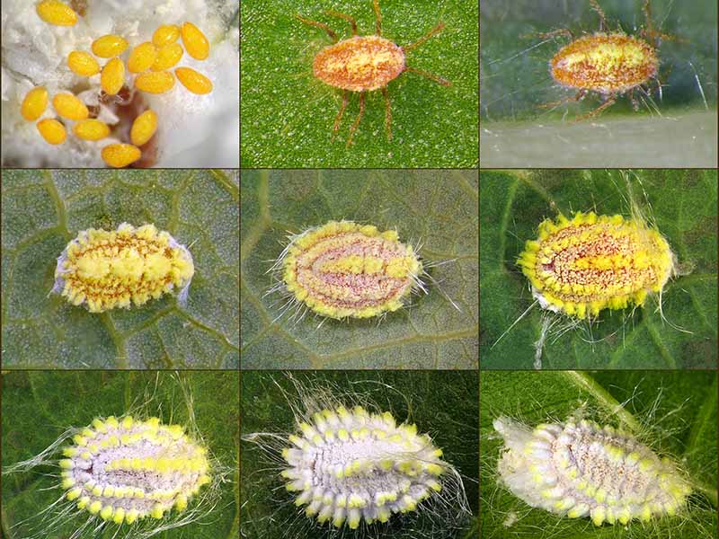 How To Identify And Control Scale Insects Gardener s Path How To Identify And Control Scale Insects Gardener s Path