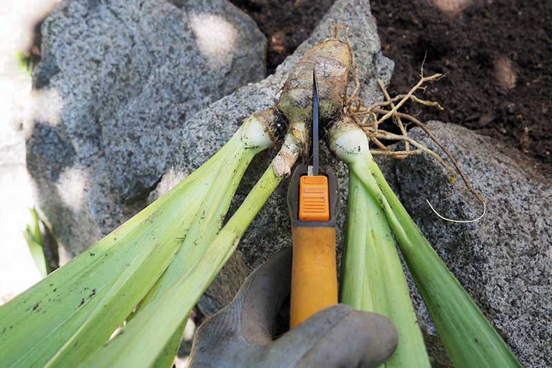 A close up horizontal image of a hand from the bottom of the frame holding a pair of pruners cutting through an iris tuber for replanting.