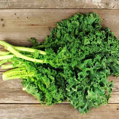 A close up square image of freshly harvested 'Dwarf Siberian' kale set on a wooden surface.