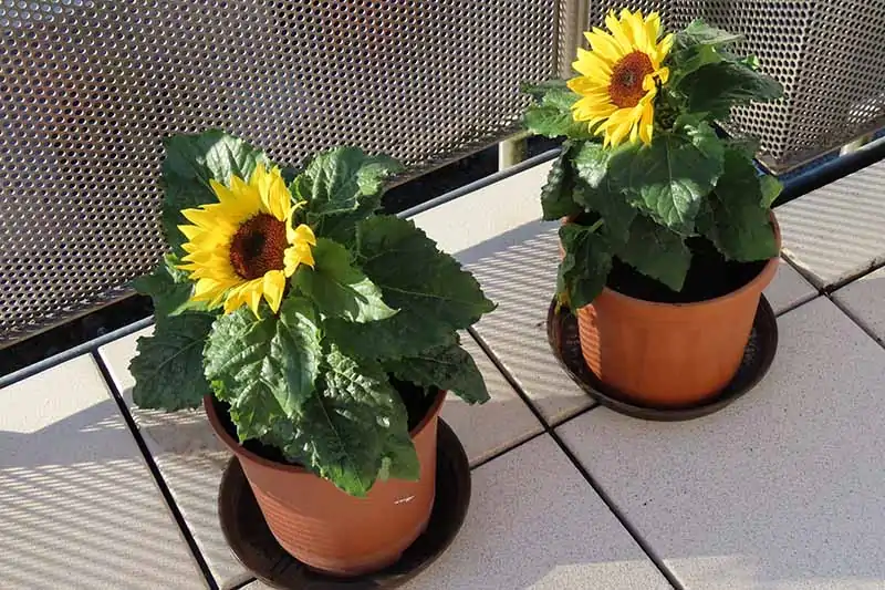 A close up horizontal image of small dwarf sunflowers growing in little terra cotta pots on a balcony.