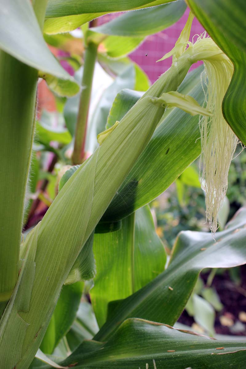 A close up vertical image of an ear of corn developing on the plant.