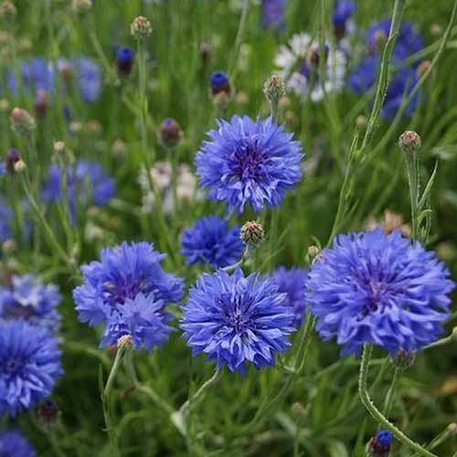 A close up square image of Centaurea cyanus 'Early Victory' flowers growing in the garden.