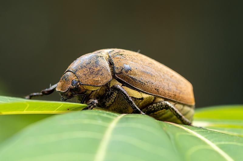 A close up horizontal image of a European chafer beetle hanging out on a green leaf, pictured on a dark background.