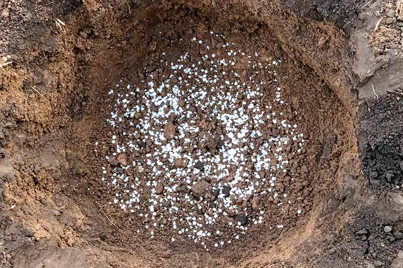 A close up horizontal image of a planting hole in the garden with fertilizer placed in the bottom before transplanting.