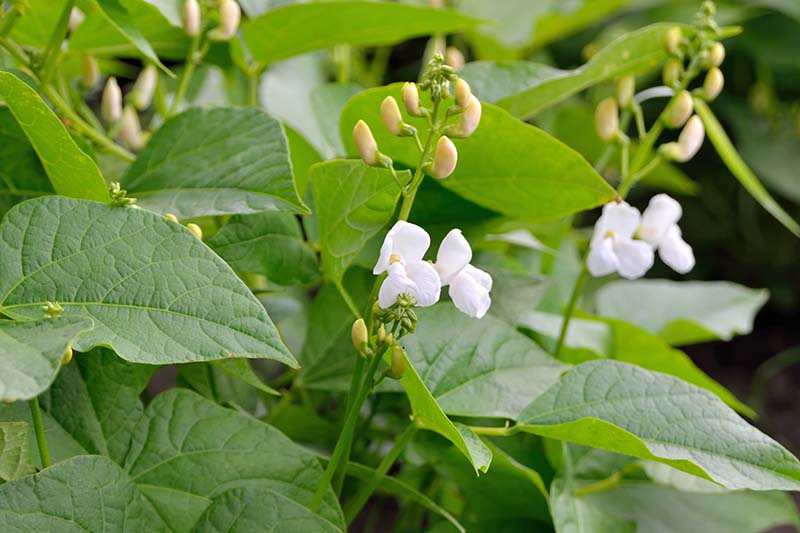 A close up horizontal image of a bean plant with yellow flowers pictured on a soft focus background.