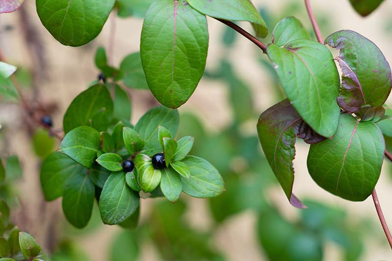 A close up horizontal image of the foliage and berries of Japanese honeysuckle (Lonicera japonica) pictured on a soft focus background.