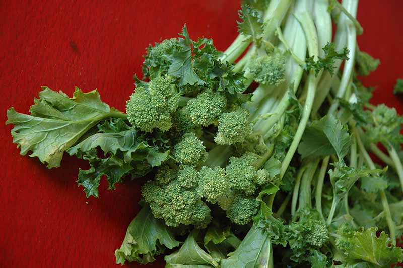A close up horizontal image of freshly harvested broccoli rabe on a red surface.