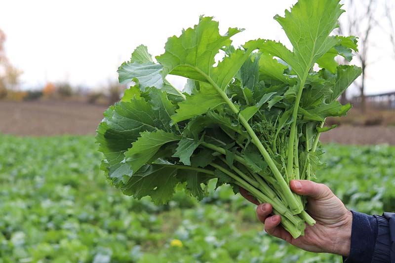 A close up horizontal image of a hand from the right of the frame holding up a bunch of rapini greens with a garden in soft focus in the background.
