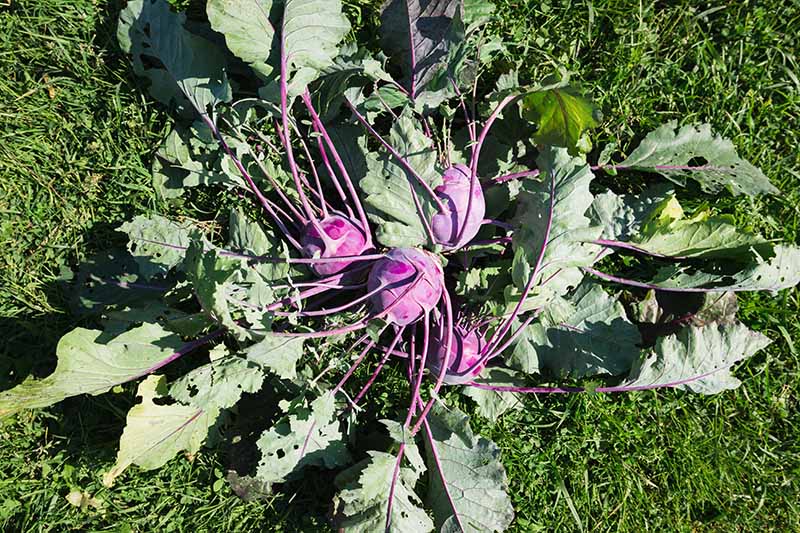 A close up horizontal image of freshly harvested 'Purple Vienna' kohlrabi set on the lawn in bright sunshine.