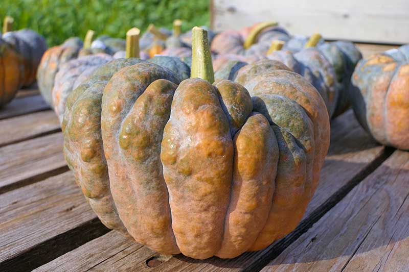 A close up horizontal image of 'Futsu' musk pumpkins set on a wooden table in light sunshine.
