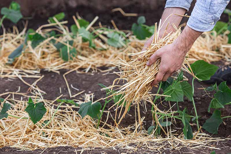 A close up horizontal image of two hands from the right of the frame applying straw mulch to garden crops.