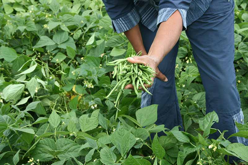 A close up horizontal image of a gardener holding a handful of freshly harvested green beans.