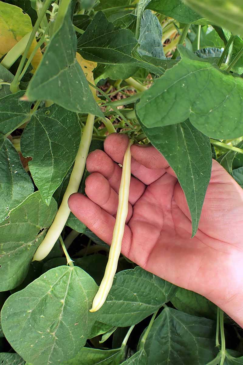 A close up vertical image of a hand from the right of the frame reaching into a bean plant to determine the size for harvesting.