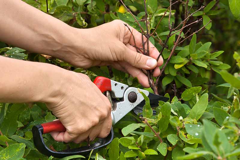 A close up horizontal image of two hands from the left of the frame using a pair of secateurs to prune a honeysuckle plant.