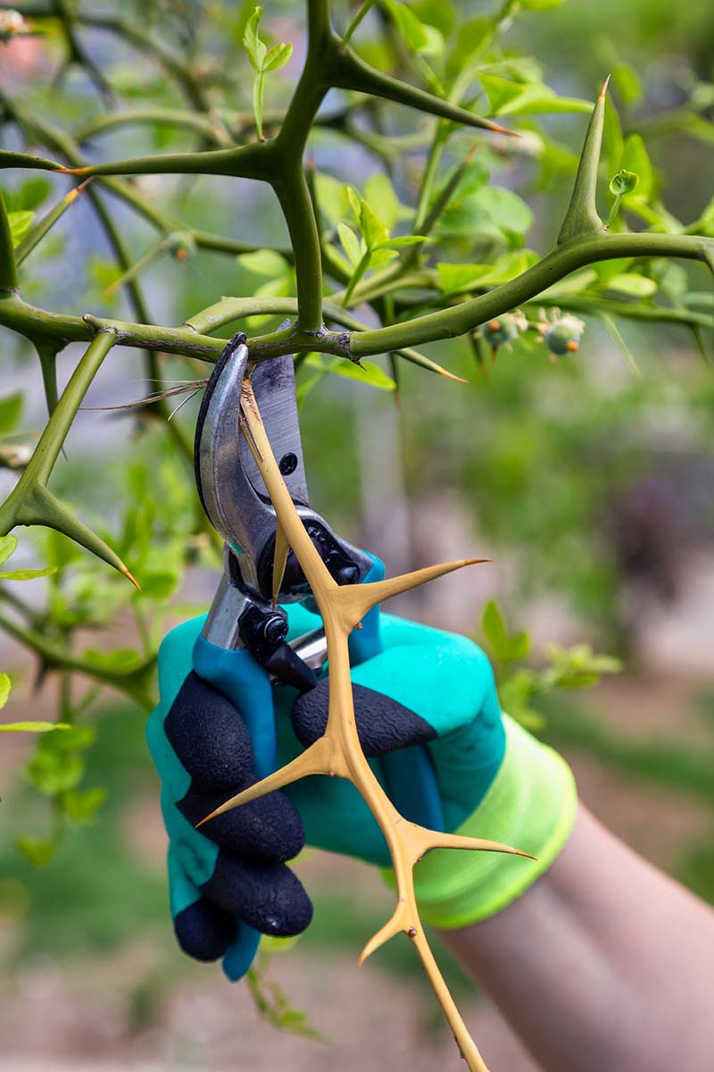 A close up vertical image of a gloved hand from the right of the frame holding a pair of pruners clipping off a branch from a thorny shrub.