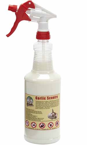 A close up vertical image of a spray bottle of Garlic Scentry to repel deer from the garden.