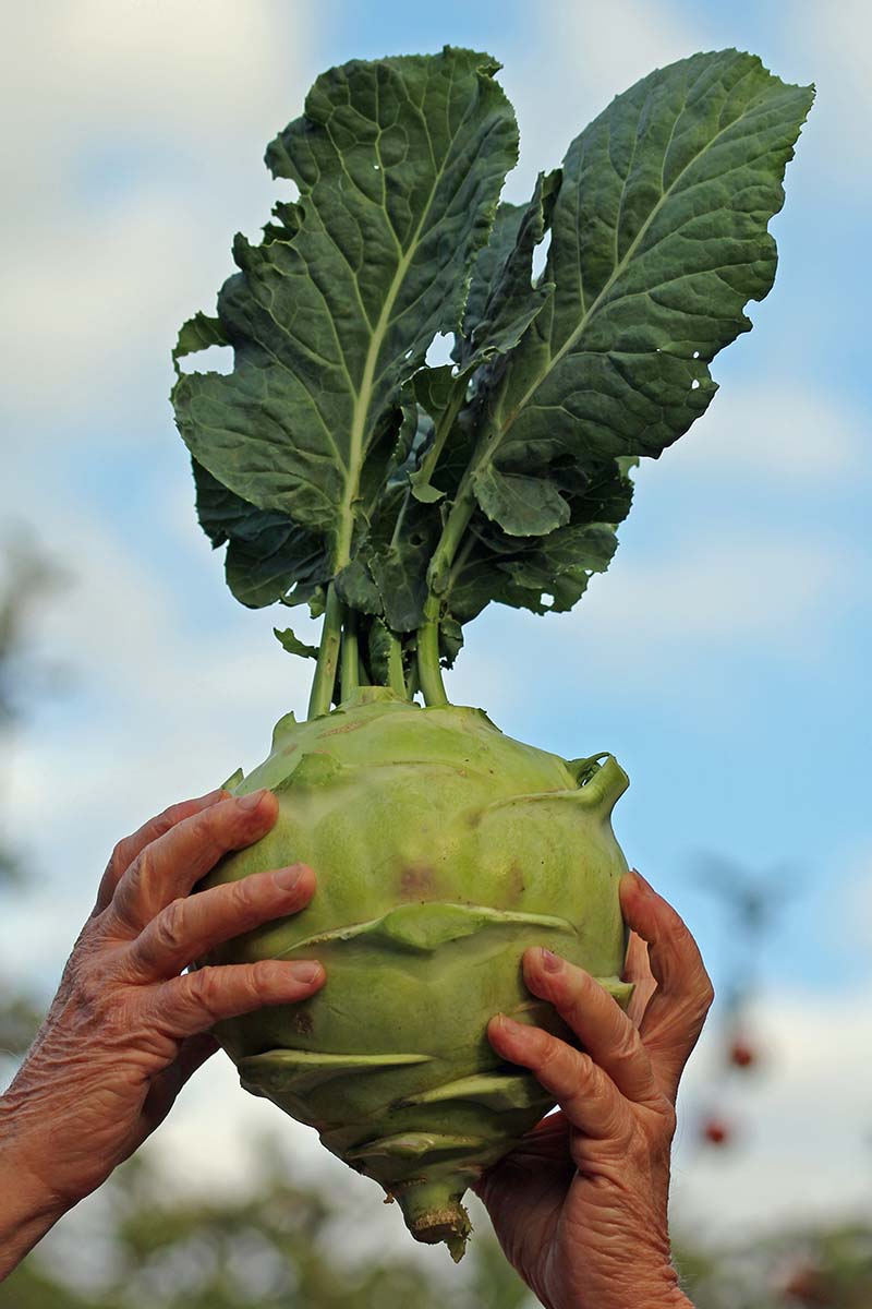 A close up horizontal image of two hands holding up a giant kohlrabi cabbage on a blue sky background.