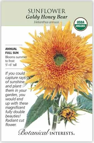 A close up vertical image of a seed packet for Helianthus annuus 'Goldy Honey Bear,' with text to the left of the frame and a hand drawn illustration to the right.