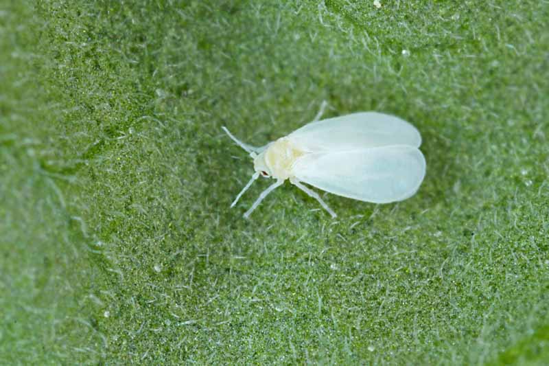 A close up horizontal image of a small whitefly on the surface of a leaf.