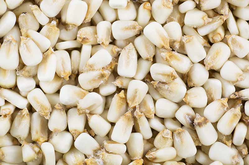 A close up horizontal image of dried dent corn.
