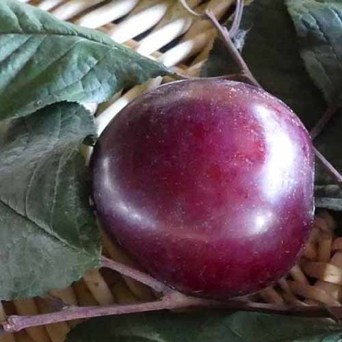 A close up square image of a freshly picked 'Hollywood' plum placed in a wicker basket.