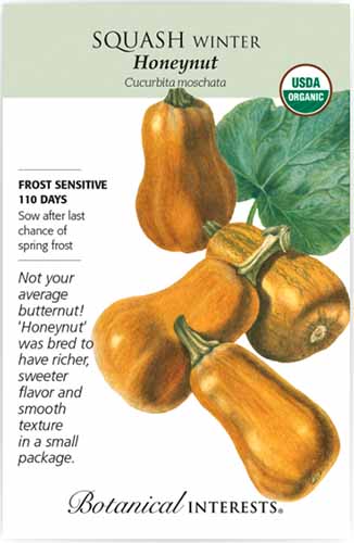 A close up vertical image of a seed packet of 'Honey Nut' squash with text to the left of the frame and a hand-drawn illustration to the right.