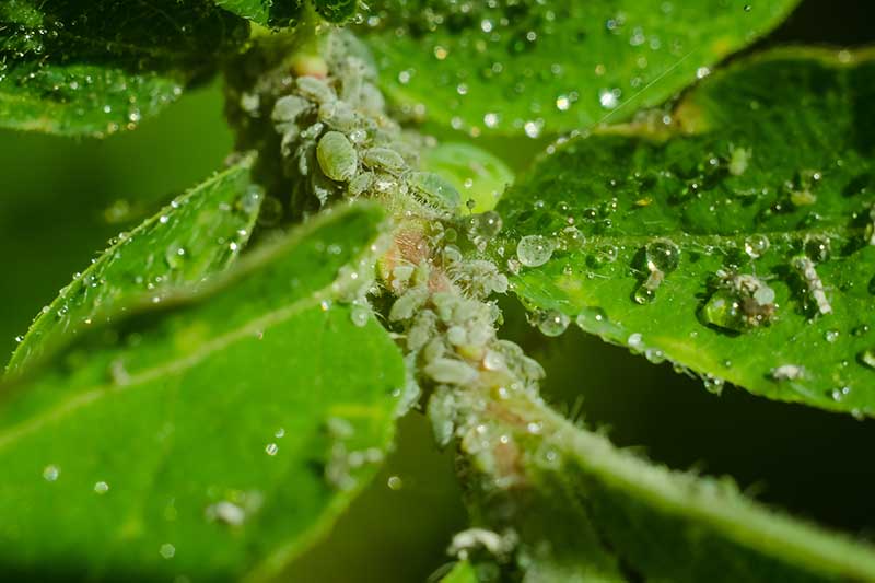 A close up horizontal image of the branch and foliage of a plant that is infested with aphids.