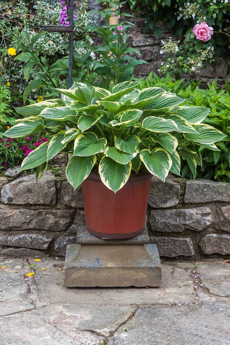 A close up vertical image of a variegated hosta plant growing in a ceramic planter on a patio.
