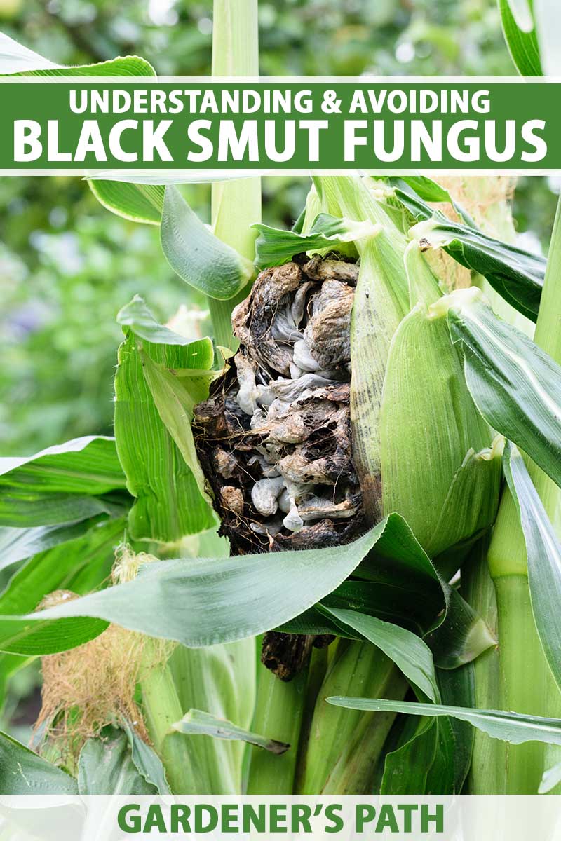 A close up vertical image of an ear of corn growing in the garden, infected with black smut fungus. To the top and bottom of the frame is green and white printed text.