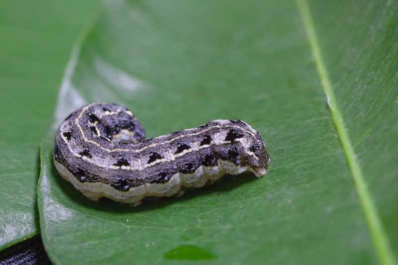 A close up horizontal image of a cutworm resting on a large green leaf.