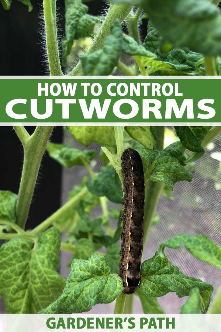 download amazing trick how to get rid of cutworms