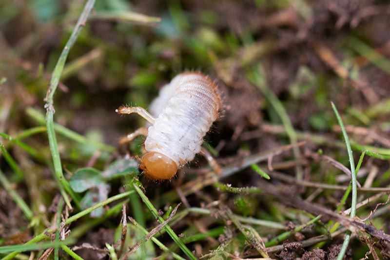 A close up horizontal image of a disgusting looking lawn grub, the larvae of a chafer beetle, on the surface of the soil.