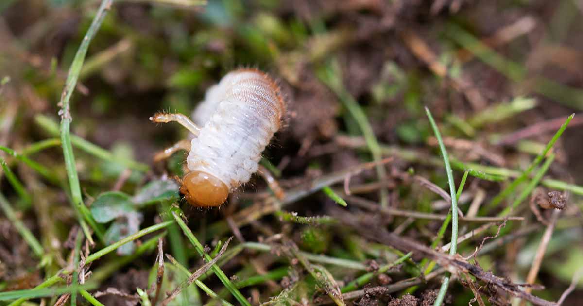 How To Identify And Control White Grubs Gardeners Path