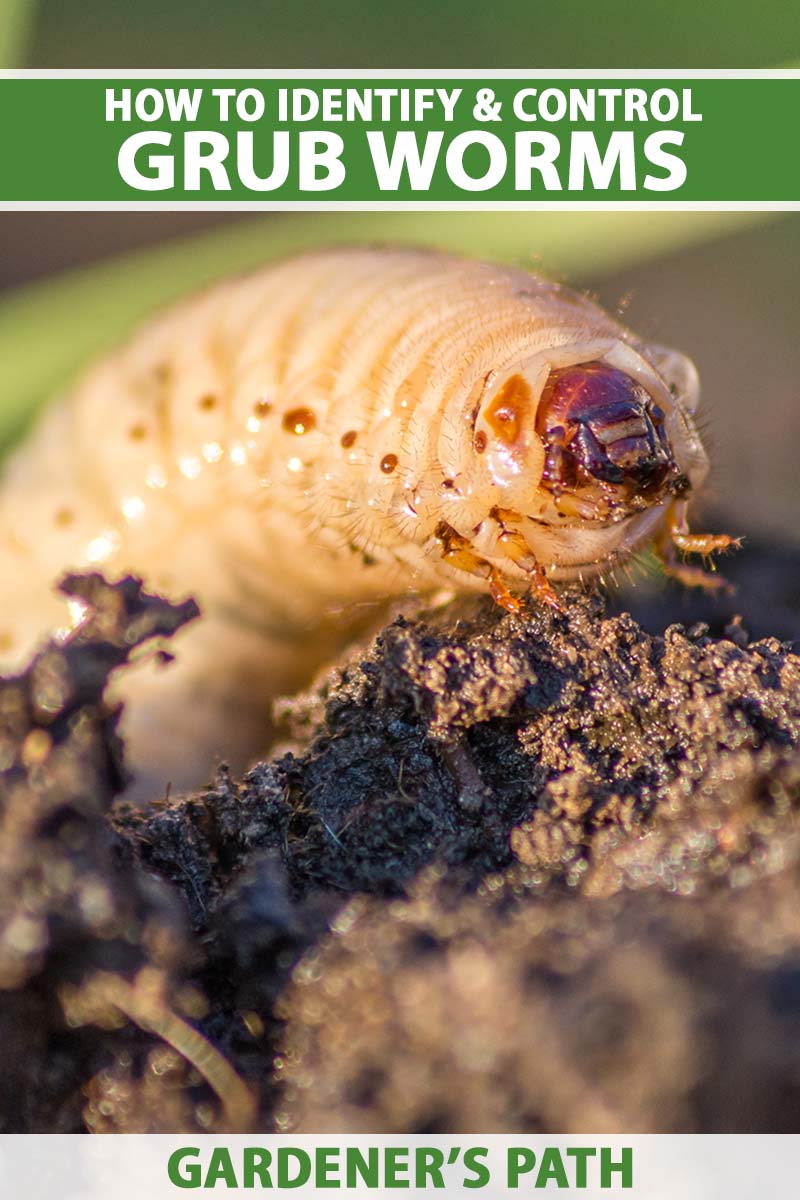 A close up vertical image of a terrifying looking lawn grub on the surface of the soil pictured in light sunshine on a soft focus background. Tot the top and bottom of the frame is green and white printed text.