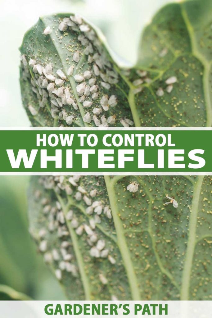 How To Control A Whitefly Infestation 683x1024 