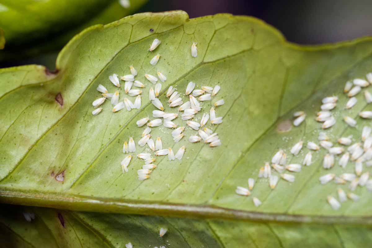 A close up horizontal image of whiteflies infesting a leaf pictured on a soft focus background.