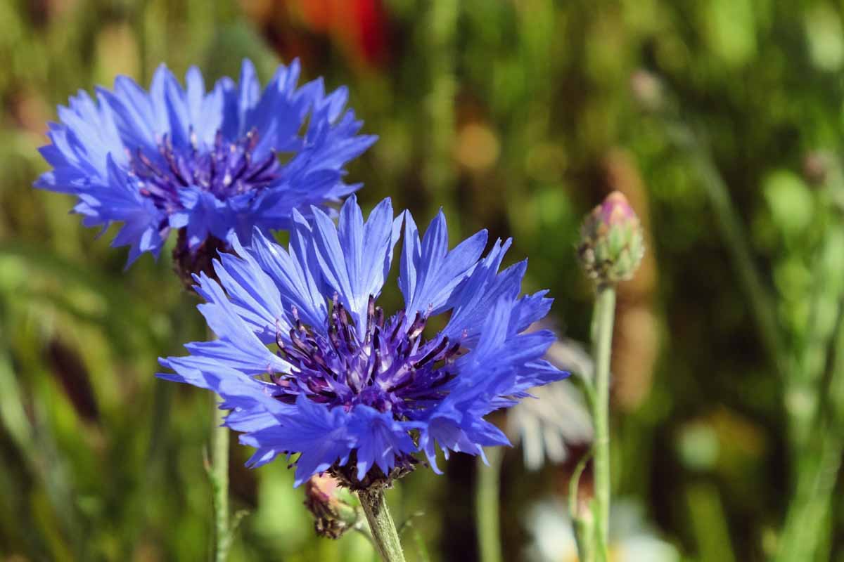 A close up horizontal image of two bright blue bachelor's button flowers growing in the garden pictured on a soft focus background.