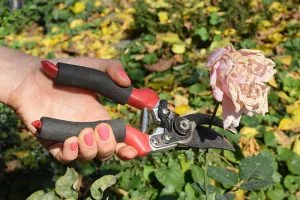 A close up horizontal image of a hand from the left of the frame holding a pair of secateurs snipping off a spent rose.