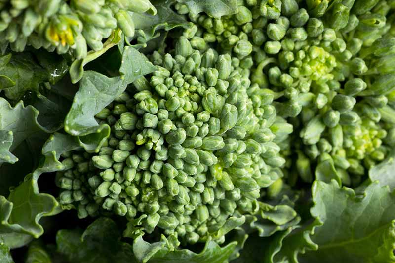 A close up horizontal image of broccoli rabe florets and foliage.