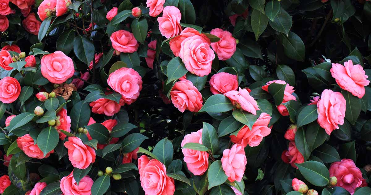 Tips for Camellias in Containers | Gardener's Path