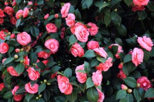 A close up horizontal image of a camellia plant with an abundance of pink blooms.