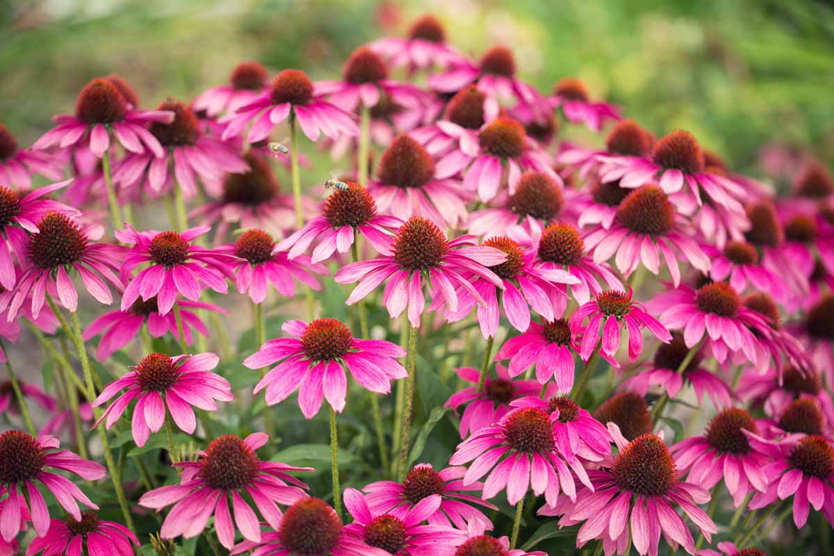 A close up horizontal image of coneflowers growing in a container in the garden.