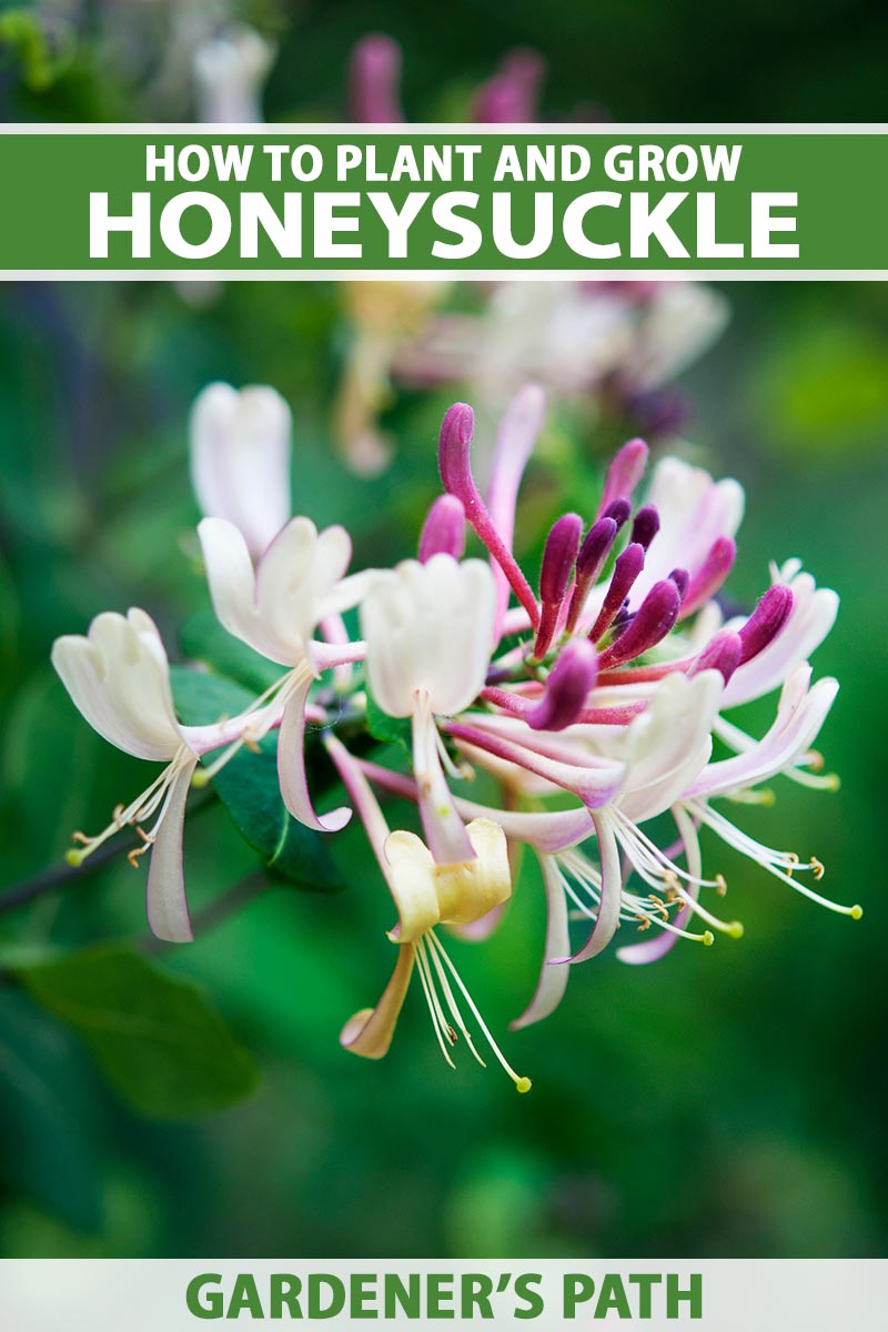 A close up vertical image of a white and purple honeysuckle flower pictured on a soft focus background. To the top and bottom of the frame is green and white printed text.