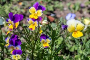 A close up horizontal image of Johnny-jump-up (Viola tricolor) flowers growing in the garden pictured on a soft focus background.
