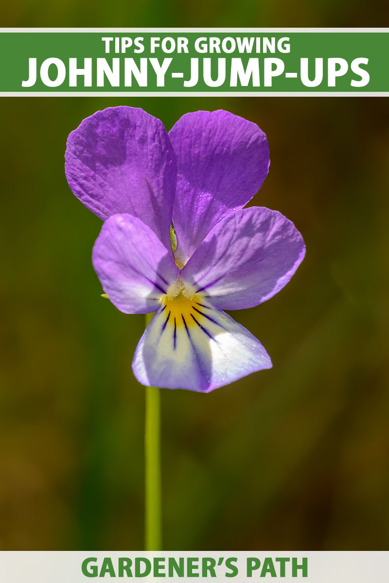 A close up vertical image of a bright purple Johnny-jump-up flower isolated on a soft focus green background. To the top and bottom of the frame is green and white printed text.