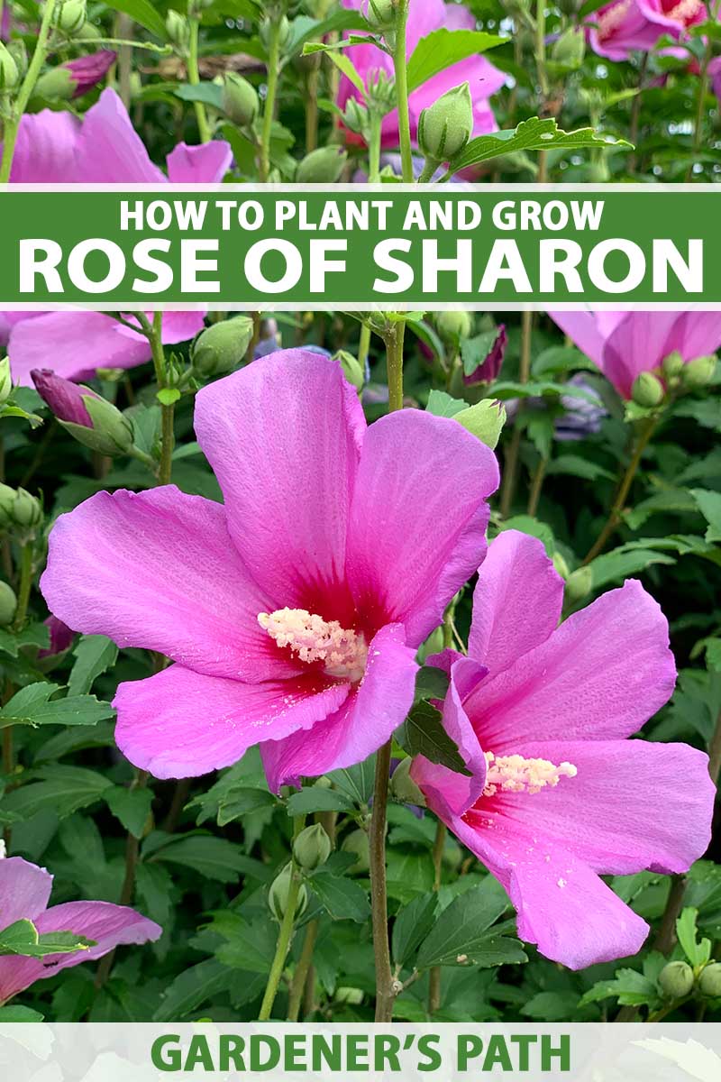 how to grow and care for rose of sharon | gardener's path