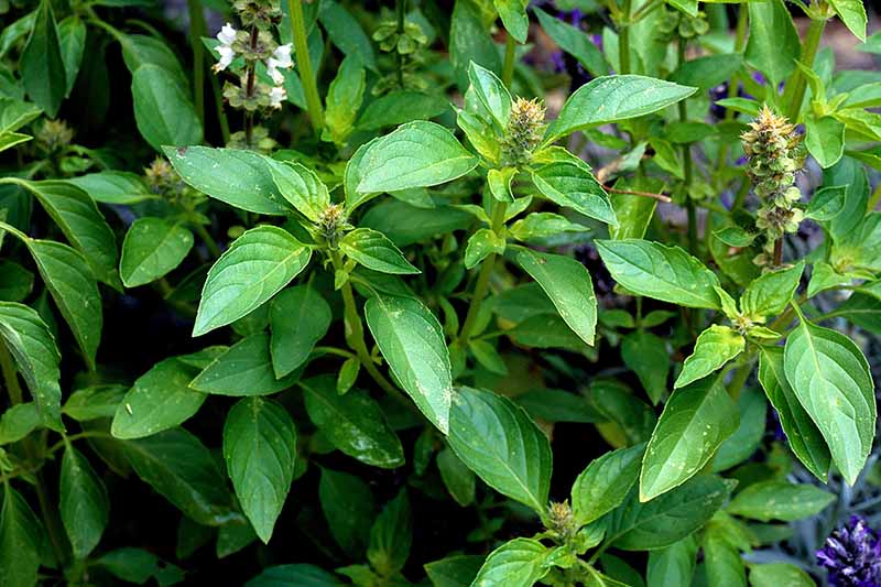 Tips for Growing ‘Sweet Dani’ Lemon Basil in Your Herb Garden