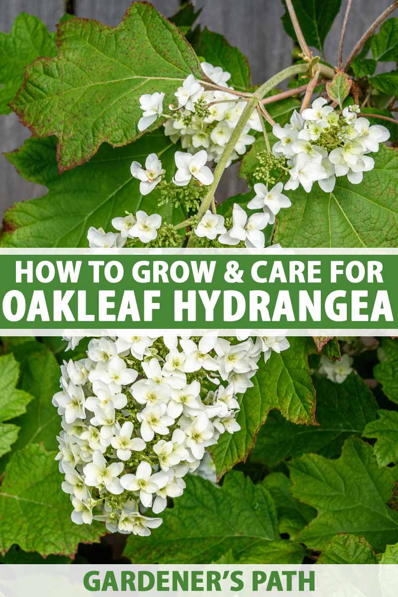 how to grow and care for oakleaf hydrangea | gardener's path