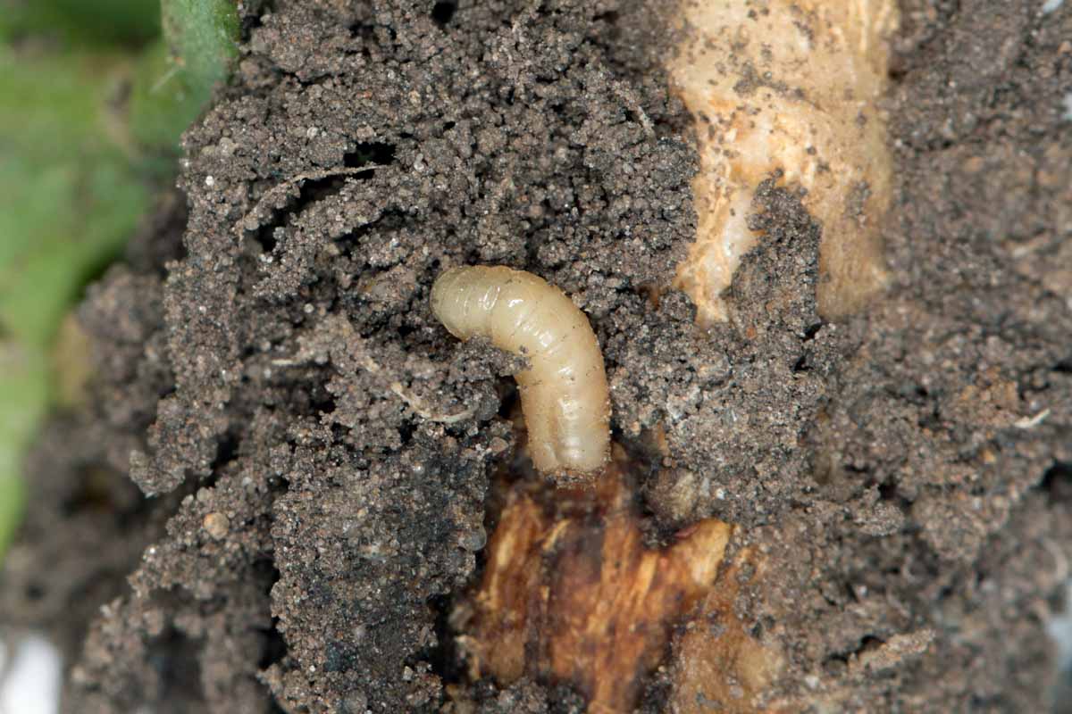 A close up horizontal image of a root maggot in the soil.