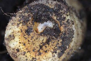 How to Identify and Control Root Weevils